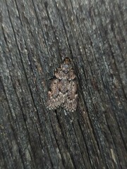 Mimaglossa nauplialis