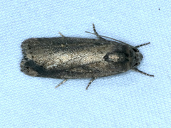 Athetis tenuis