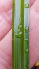 Carex geminata