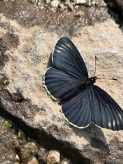 Chlosyne ehrenbergii