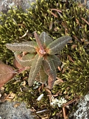 Rhododendron groenlandicum