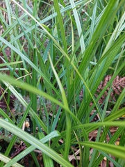 Carex geminata