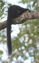 Ratufa bicolor