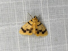 Dichocrocis clytusalis