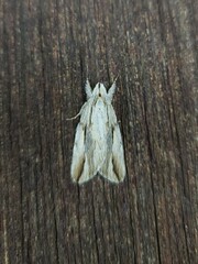 Ecnomodes sagittaria