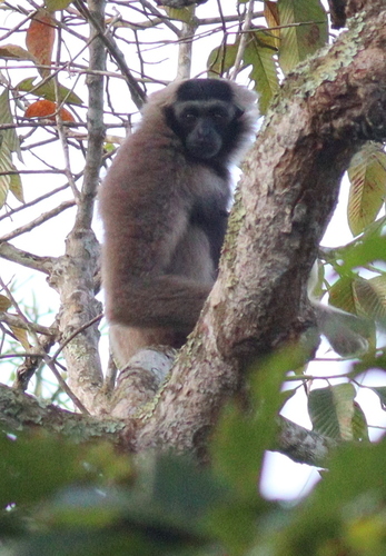 Pileated Gibbon (Hylobates pileatus)
