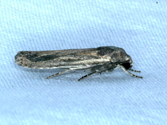 Athetis tenuis