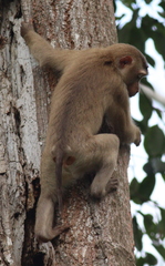 Macaca leonina