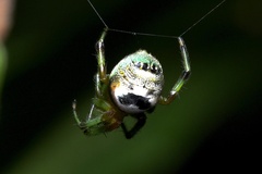 Bijoaraneus mitificus