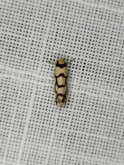 Scaptesyle dichotoma