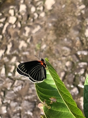 Chlosyne ehrenbergii