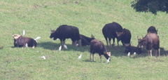 Bos gaurus
