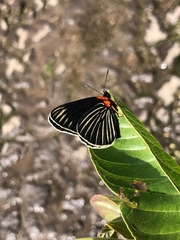 Chlosyne ehrenbergii