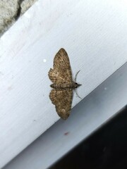 Pasiphilodes testulata