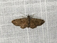 Pasiphilodes testulata