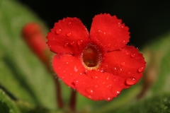 Episcia cupreata
