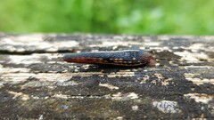 Chtonobdella limbata