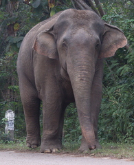 Elephas maximus indicus