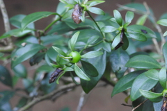 Pereskia aculeata