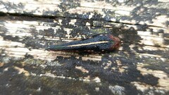 Chtonobdella limbata