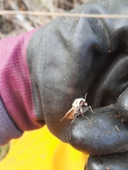 Proteuxoa tetronycha