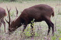 Axis porcinus