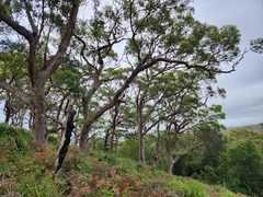 Eucalyptus botryoides