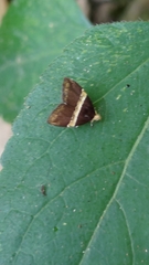 Choreutis basalis