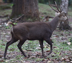 Axis porcinus