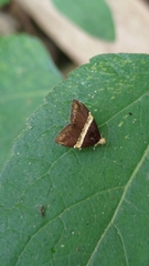 Choreutis basalis