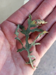 Parthenium bipinnatifidum