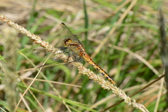 Diplacodes melanopsis