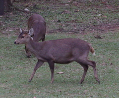 Axis porcinus