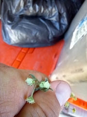 Parthenium bipinnatifidum