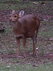 Axis porcinus