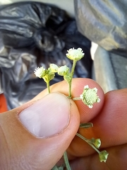 Parthenium bipinnatifidum