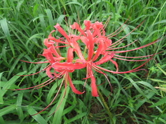 Lycoris radiata