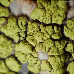 Acarosporaceae