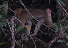 Macaca leonina