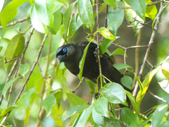 Crypsirina temia