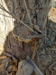 Fuscoporia gilva
