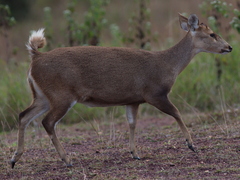 Axis porcinus