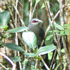 Phaenicophaeus tristis