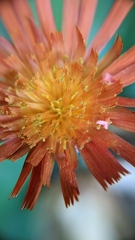 Pilosella aurantiaca