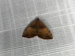 Chrysolarentia mecynata