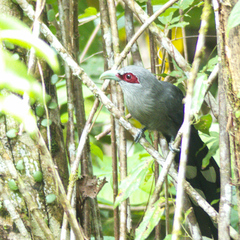 Phaenicophaeus tristis