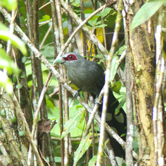 Phaenicophaeus tristis