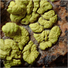 Acarosporaceae