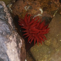 Actinia tenebrosa