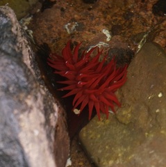 Actinia tenebrosa